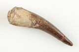1.5" Fossil Plesiosaur (Zarafasaura) Tooth - Morocco - #196710-1
